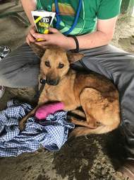 Dog with bandage on leg