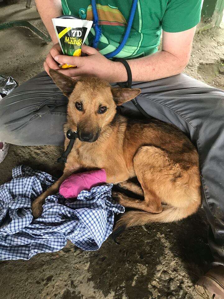 Dog with bandage on leg
