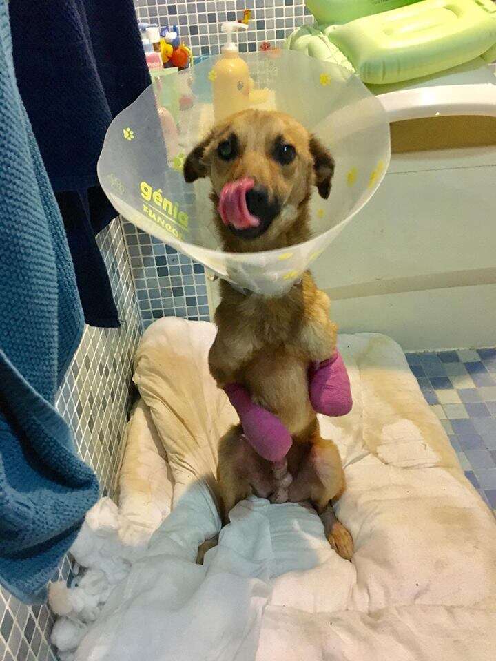 Dog at vet with bandaged paws