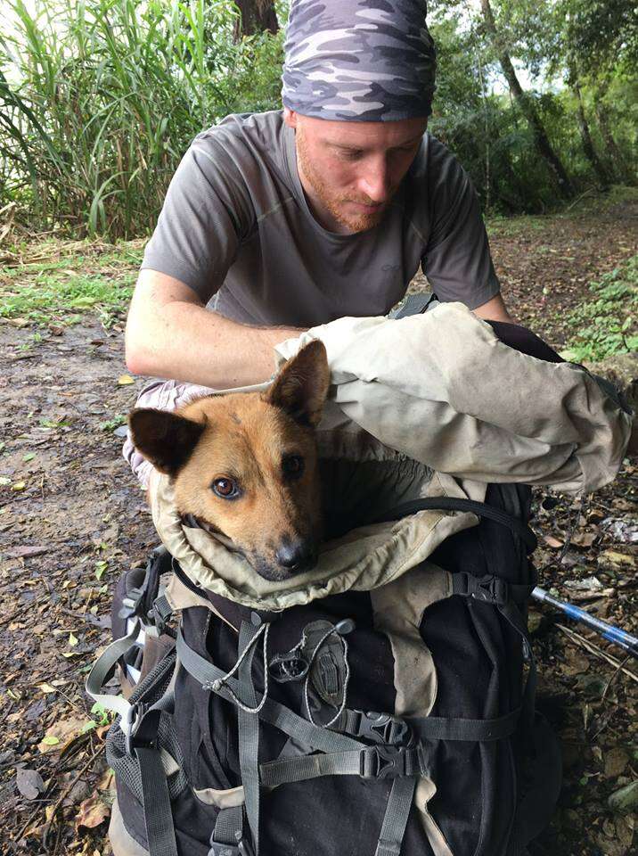 Injured dog inside backpack