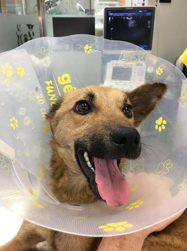 Dog in cone of shame at vet