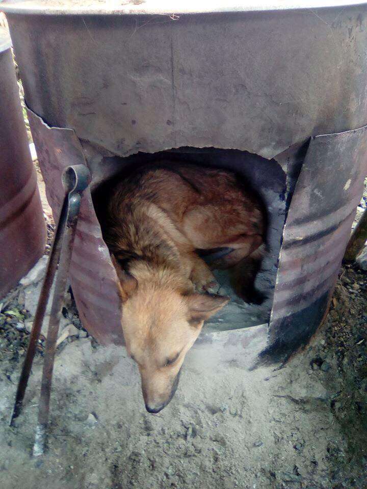 Injured dog sleeping in kiln