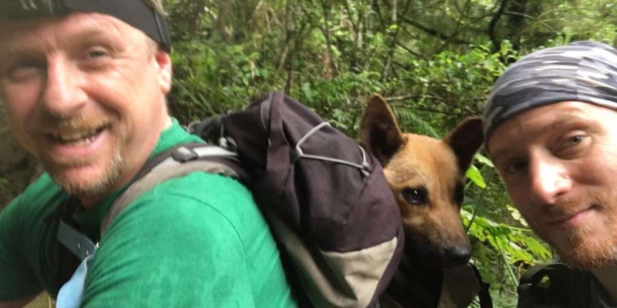 Hikers Rescue Injured Dog On Top of Taiwan Mountain - The Dodo
