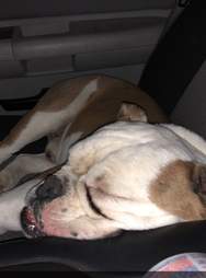 dog climbs into man's truck