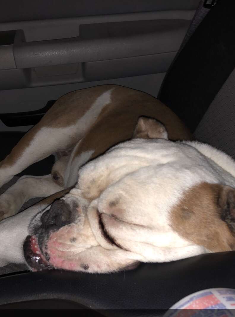 dog climbs into man's truck