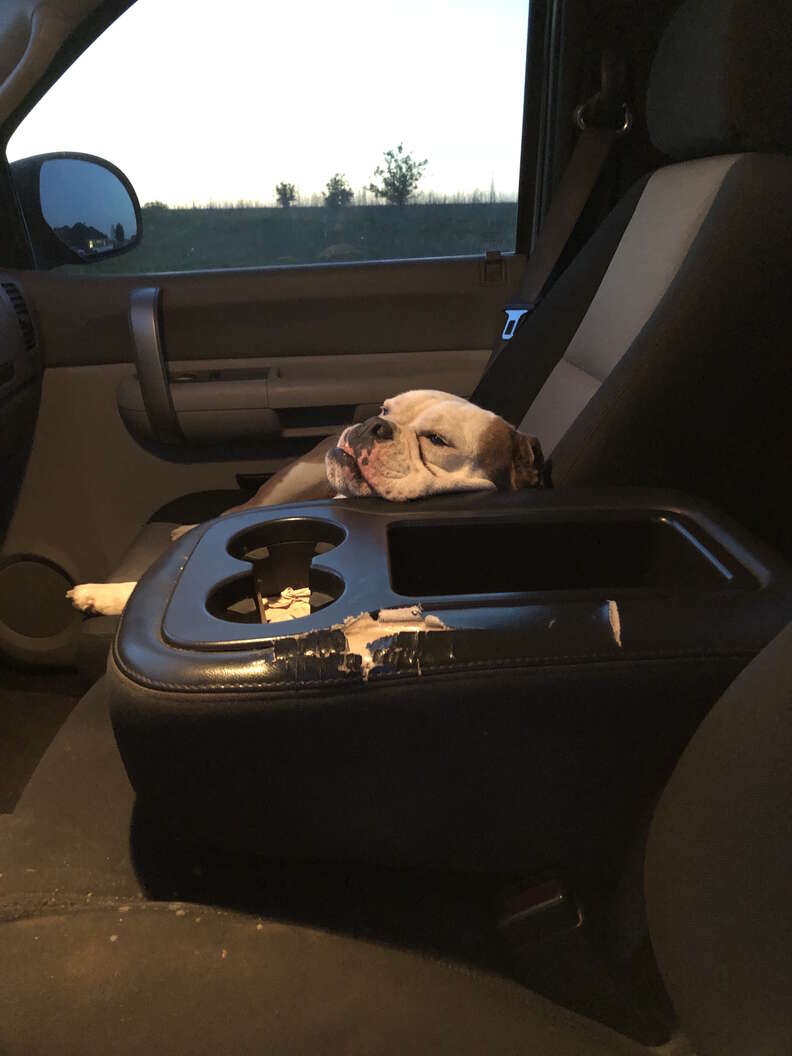 dog climbs into man's truck