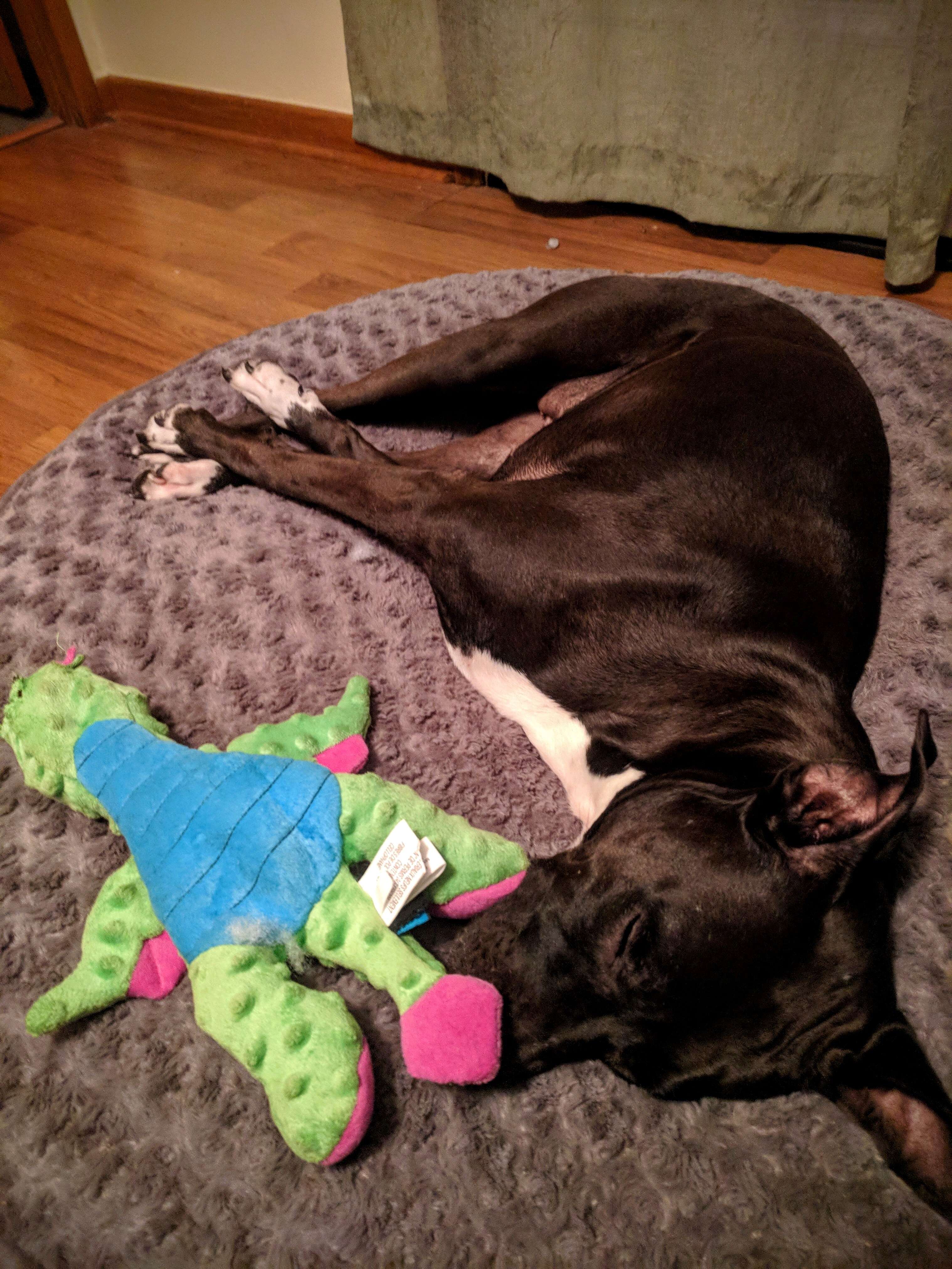 dog destroys every toy except for one