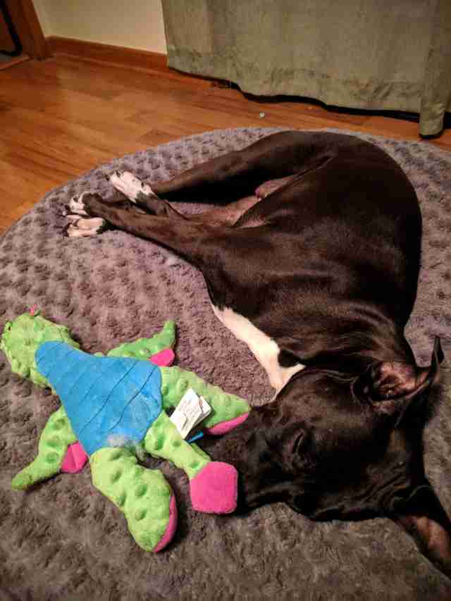 dog destroys stuffed toys