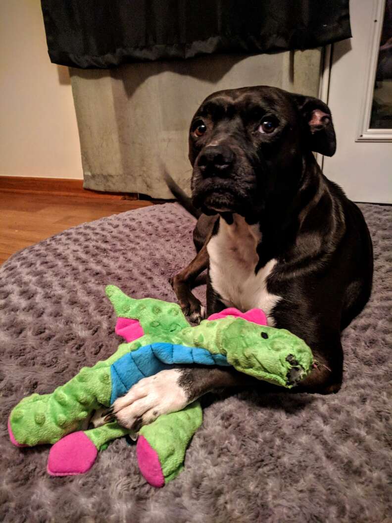 dog destroys every toy except for one