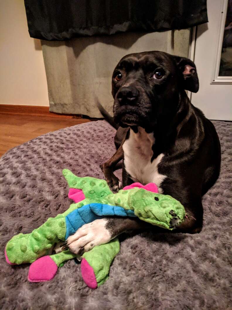 My dog destroys every toy online