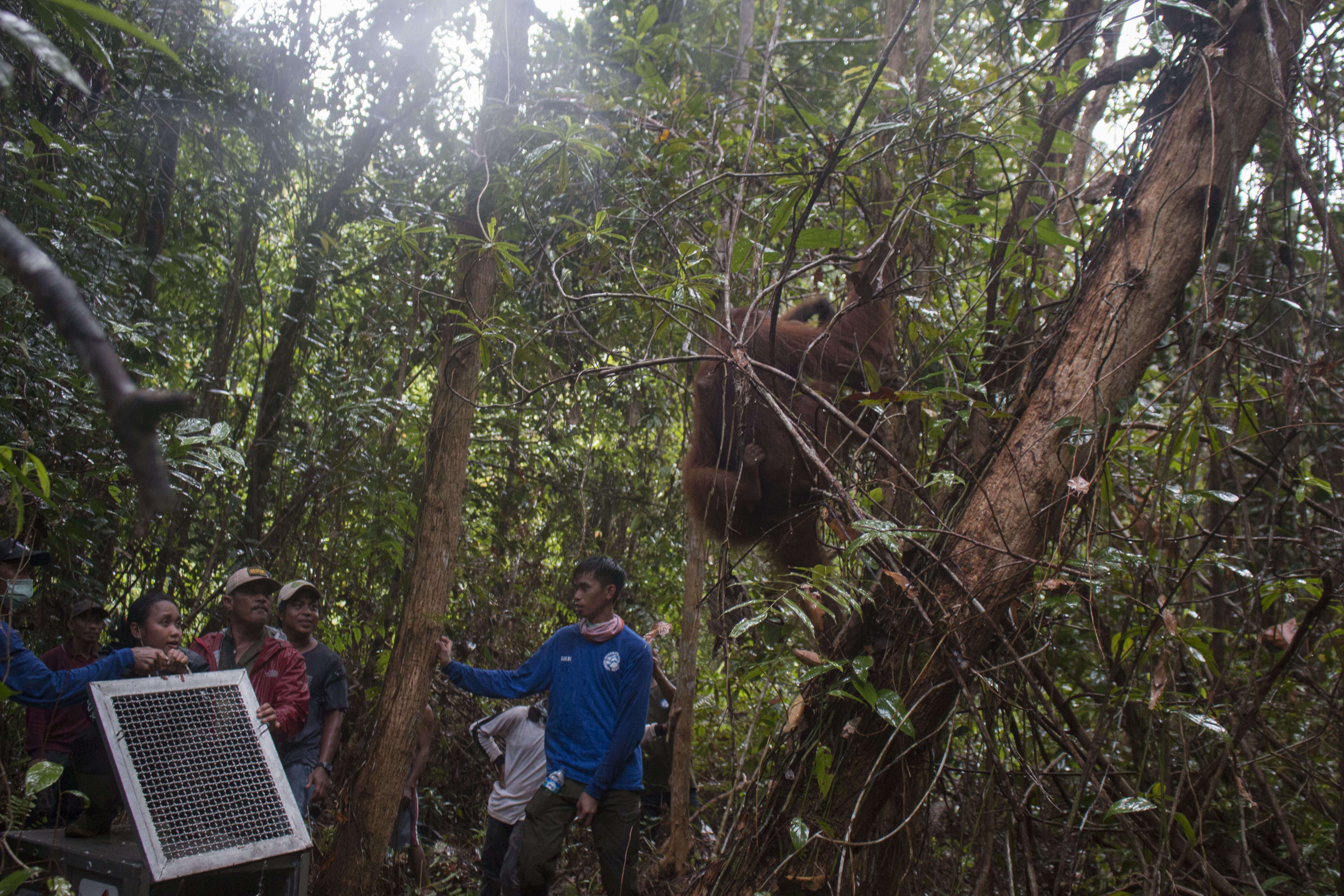 Mother and baby orangutan going into the forest