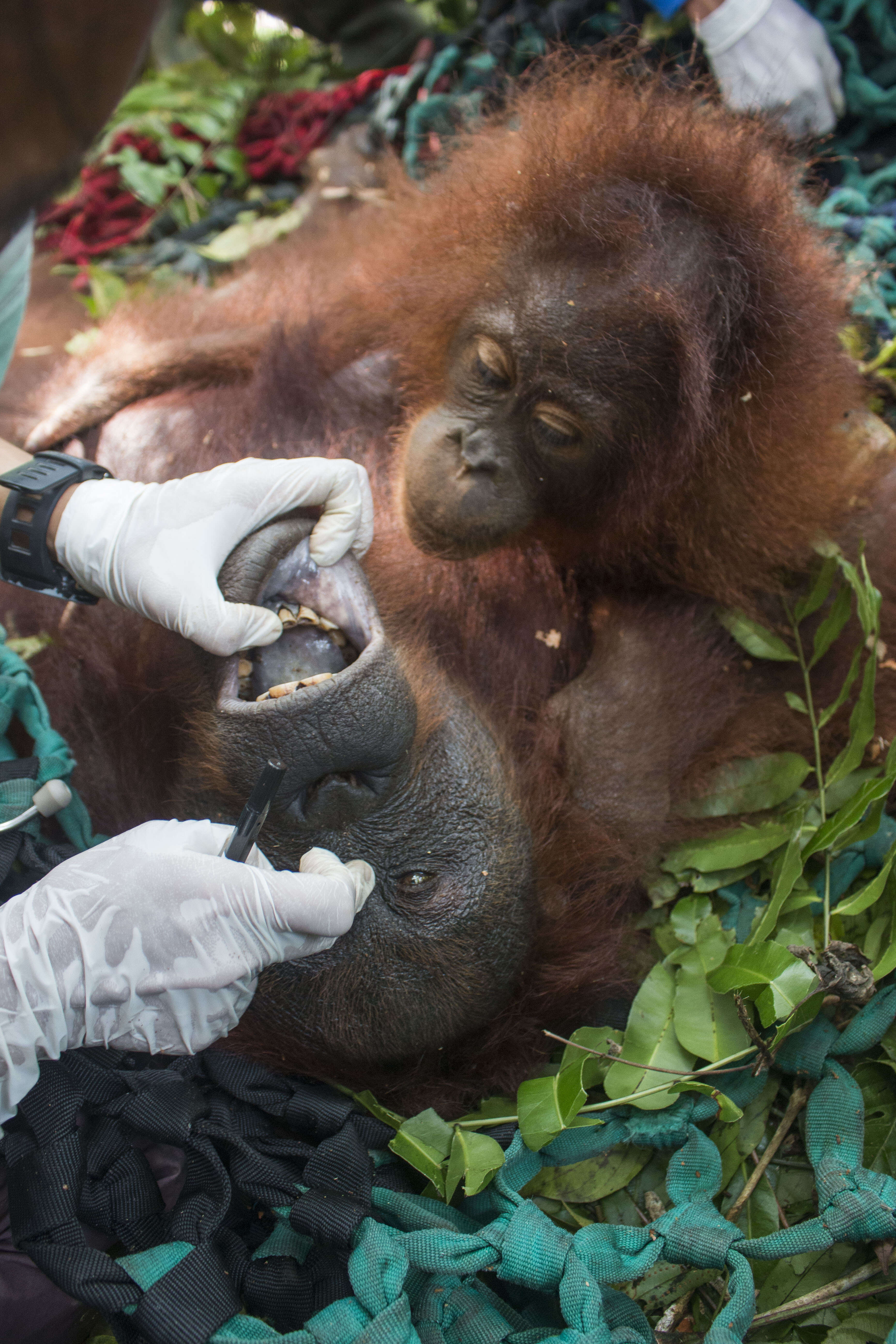Baby orangutan watching mother getting examined