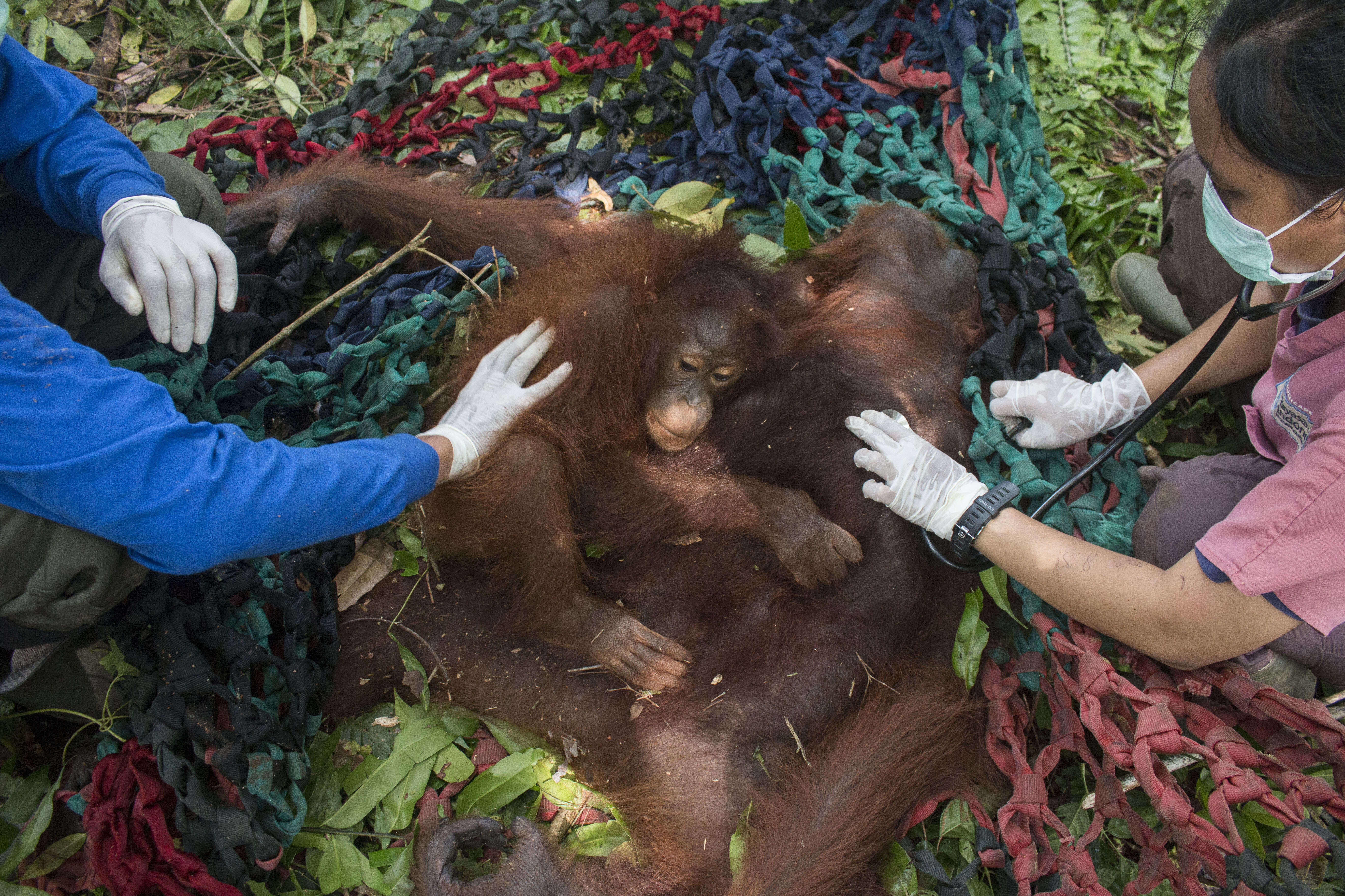 Baby orangutan clinging to her mother