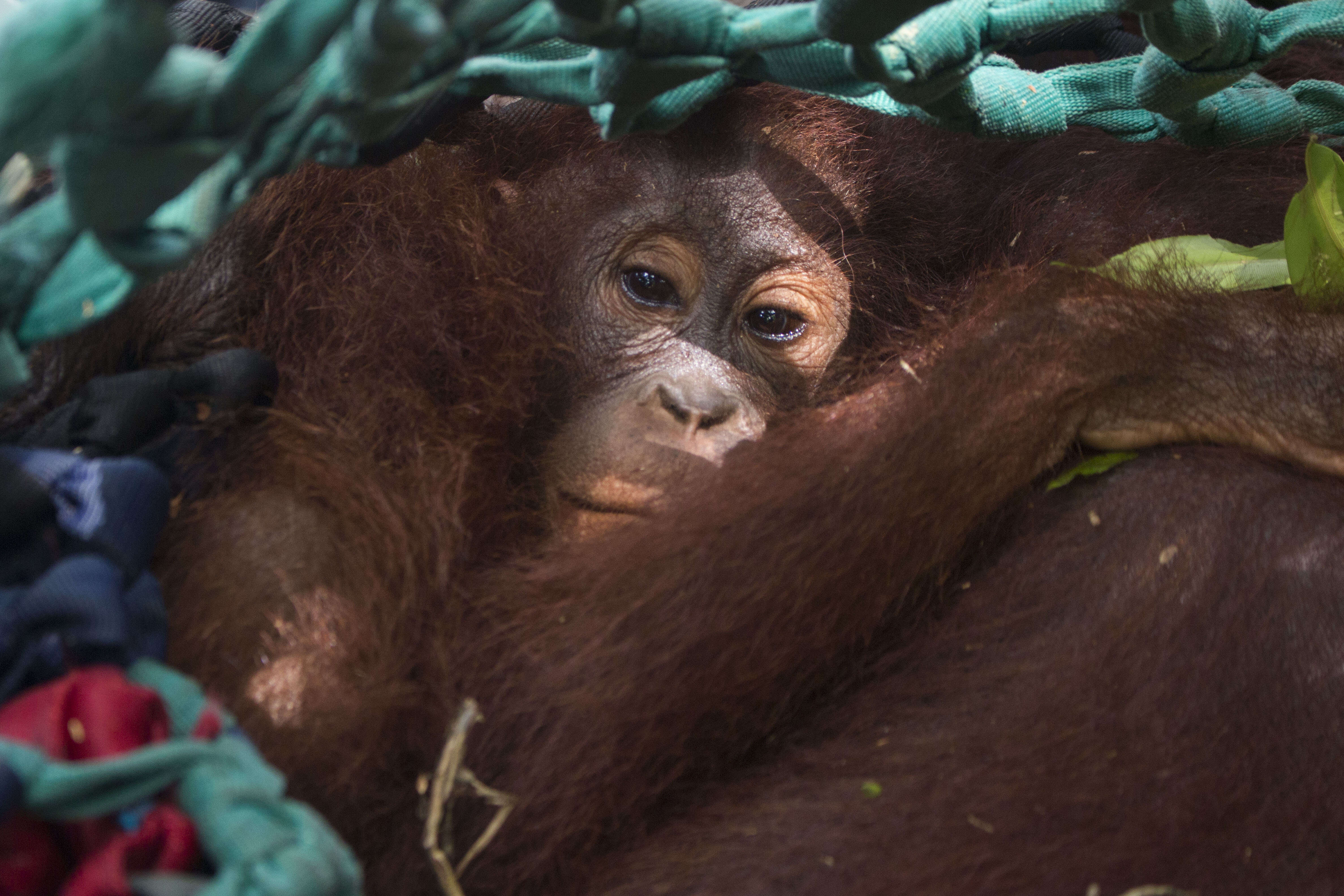 Baby orangutan clinging to her mom