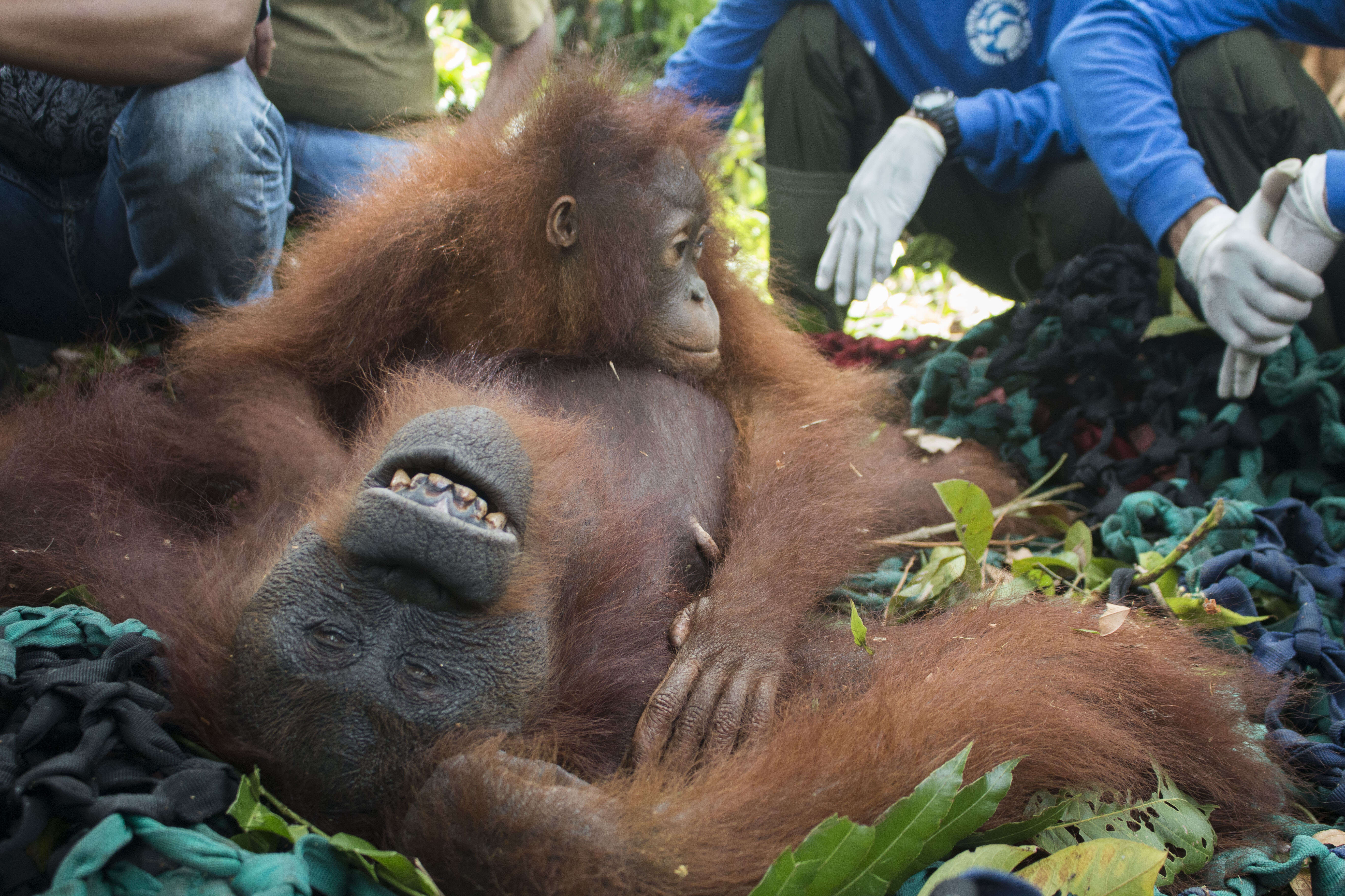 Baby orangutan holding onto mom