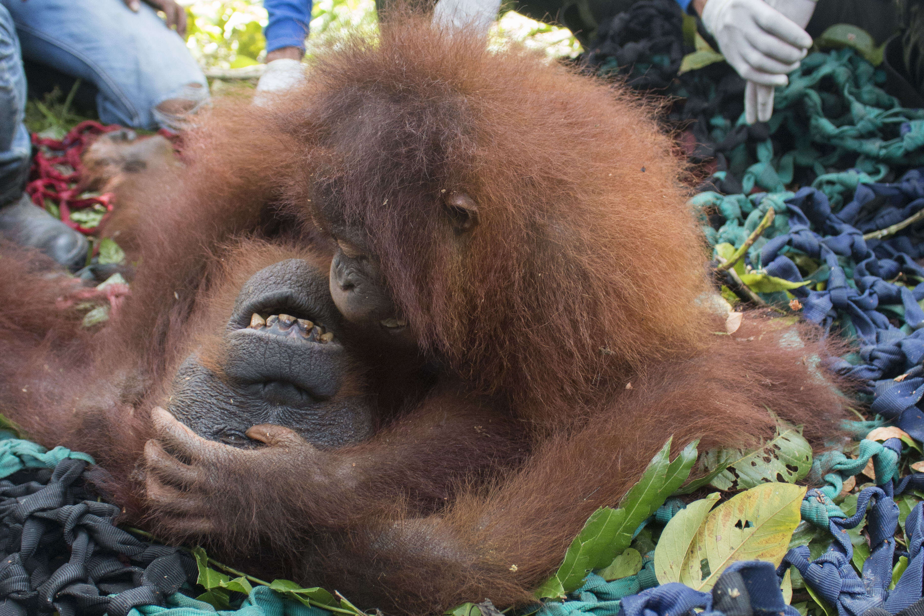 Mother orangutan and baby on the ground