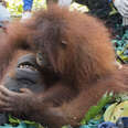 Baby orangutan clinging to mother