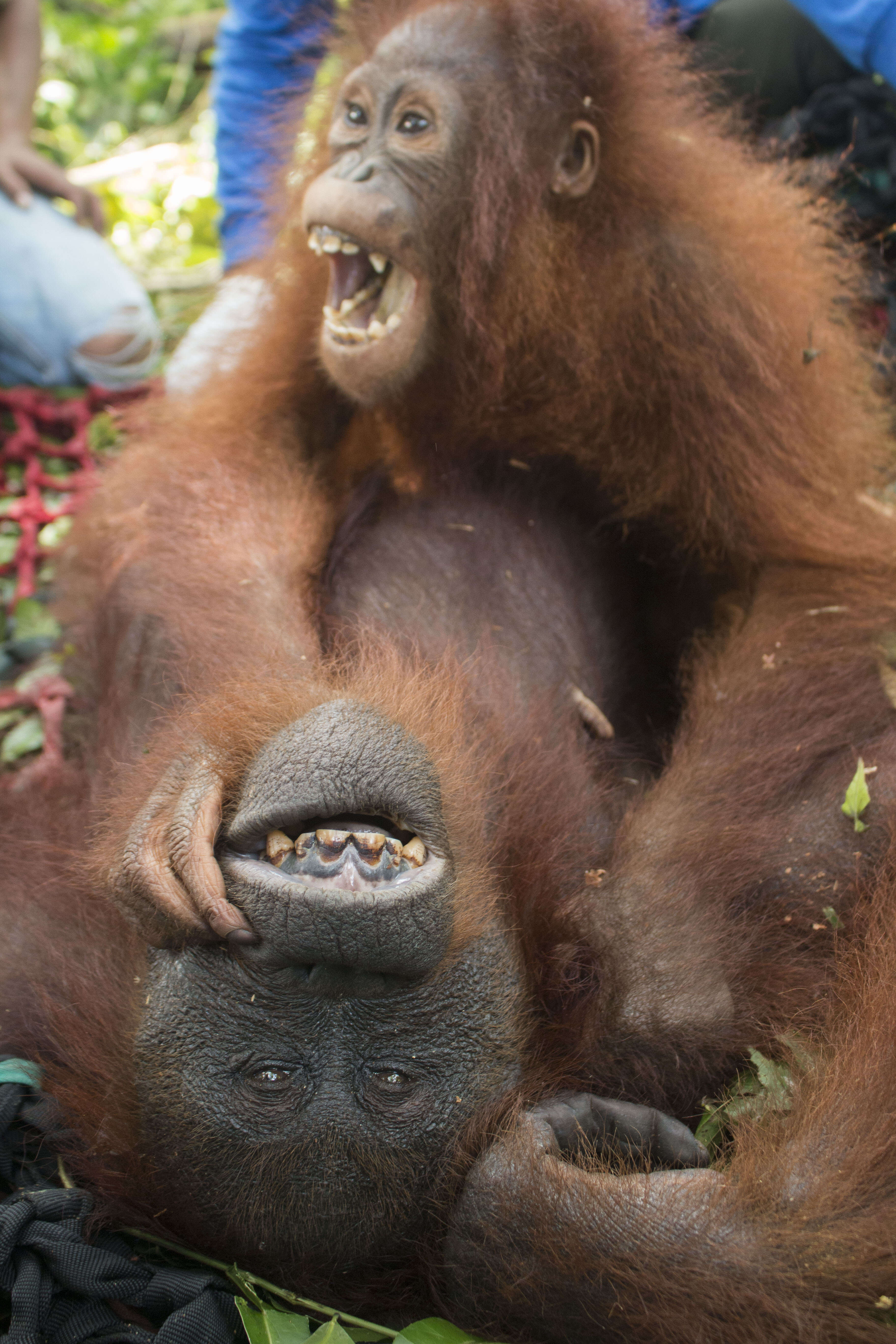 Baby orangutan clinging to mother