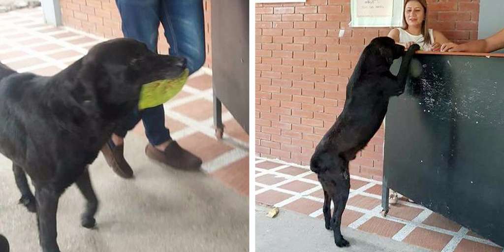 Dog Always Brings A Leaf To 'Buy' Himself Treats At The Store