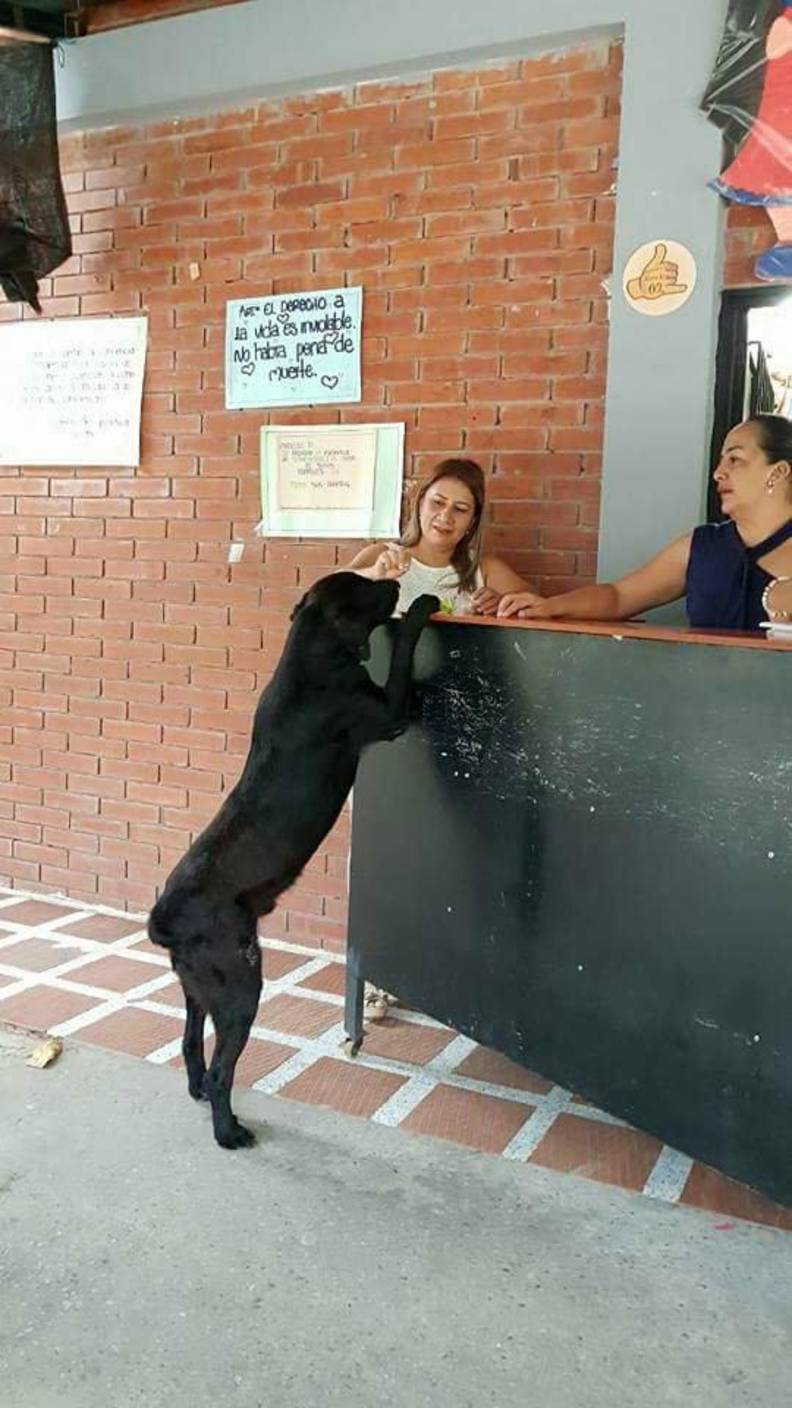 Clever Dog Uses Leaves To Purchase Treats At School Store The Dodo