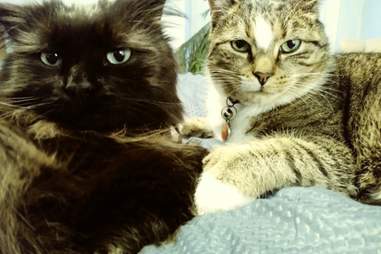 Cat Mom Leaves The Funniest Instructions For Pet Sitter The Dodo