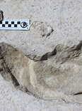 First Footprint Evidence of Human Hunting Discovered 