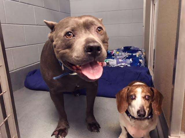 blind dog guide pit bull virginia