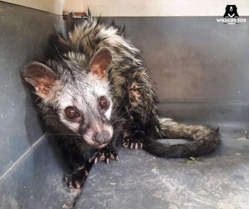 Scared, wet civet cat in box