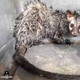 Scared, wet civet cat cowering in corner