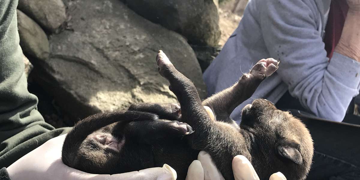 Conservation Center Welcomes Extremely Rare Red Wolf Puppies - The Dodo