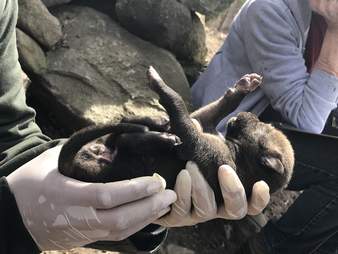 Extremely rare red wolf puppy born at the Wolf Conservation Center