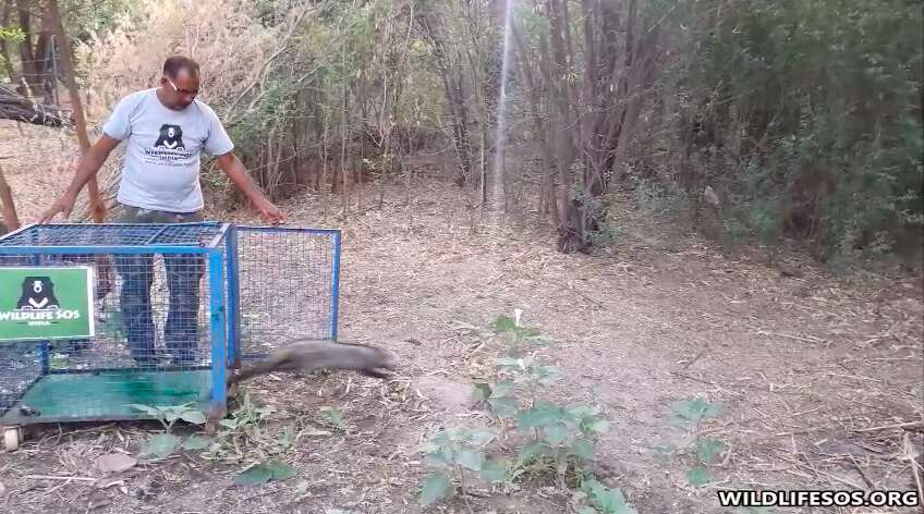 Rescuer releasing wild civet cat