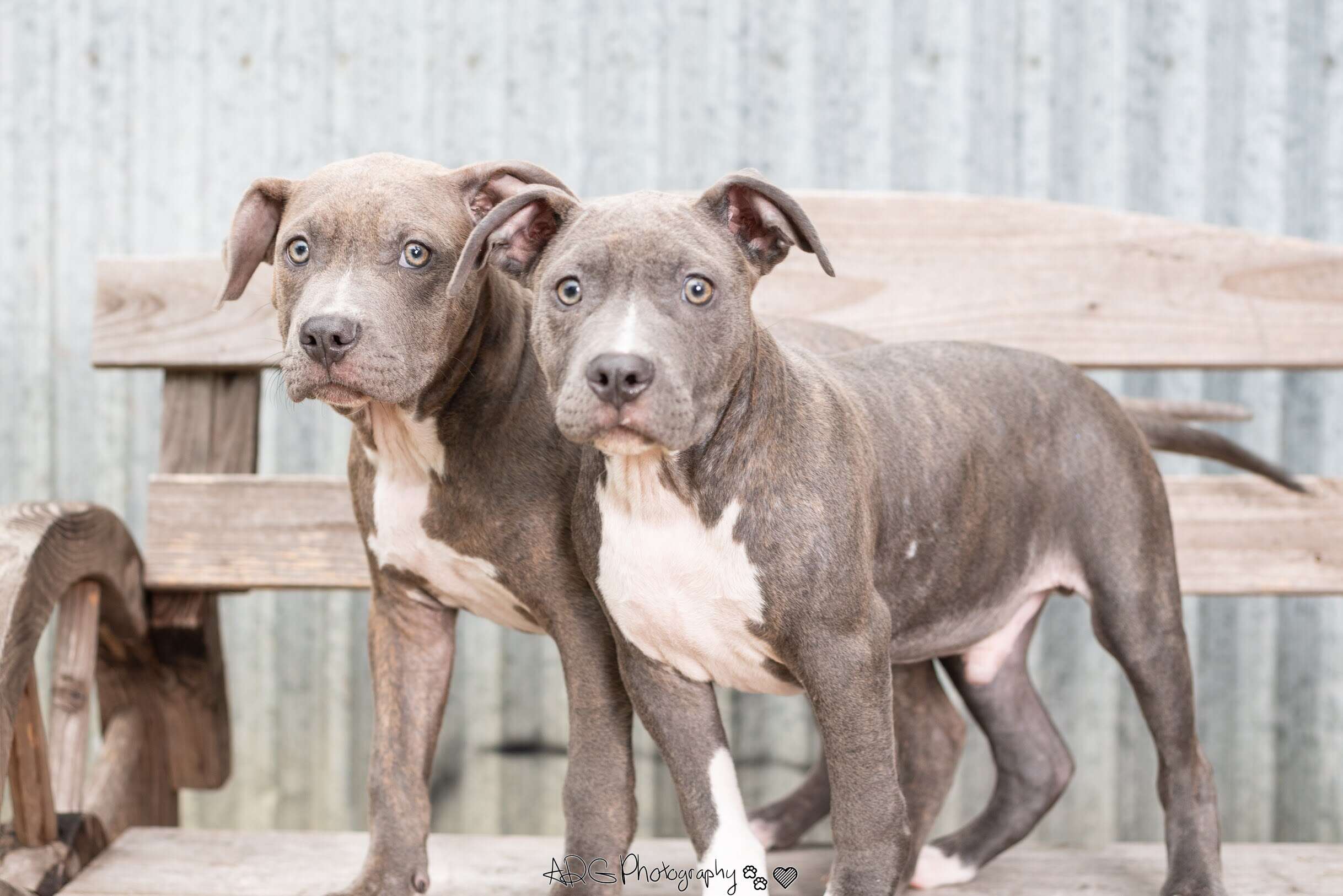 Dogs standing on bench together