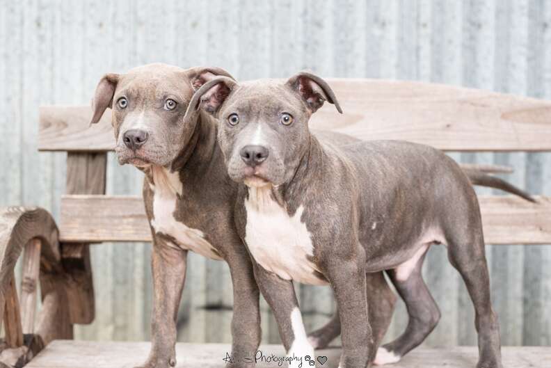 Tiny Puppies Sick With Mange Dumped At Houston Animal Shelter - The Dodo