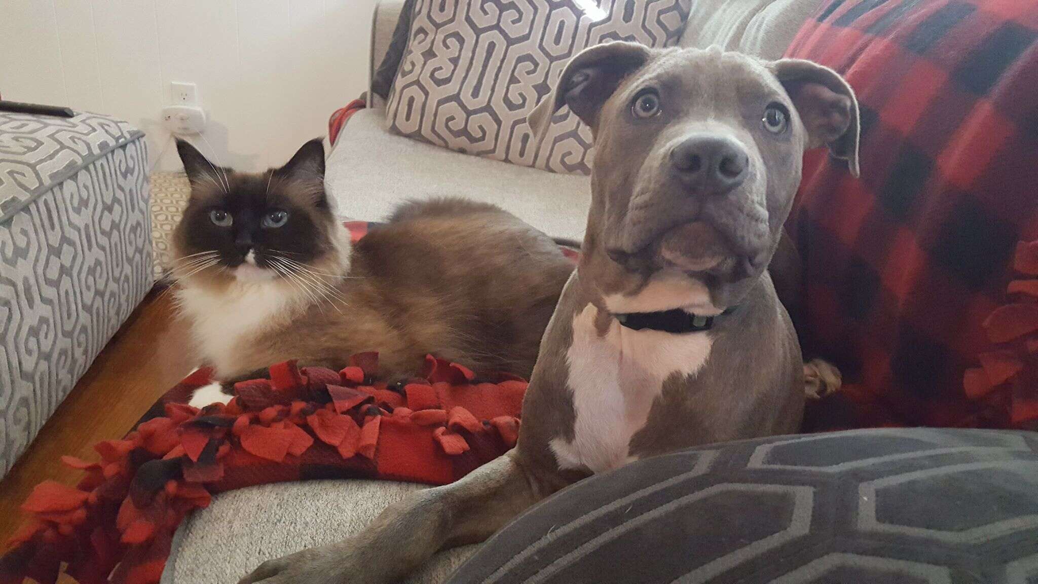 Cat and dog lying on couch together