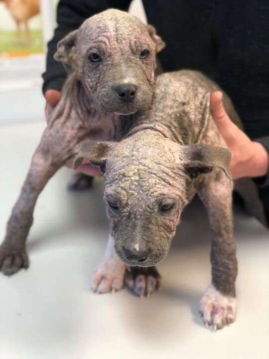 Puppies with mange