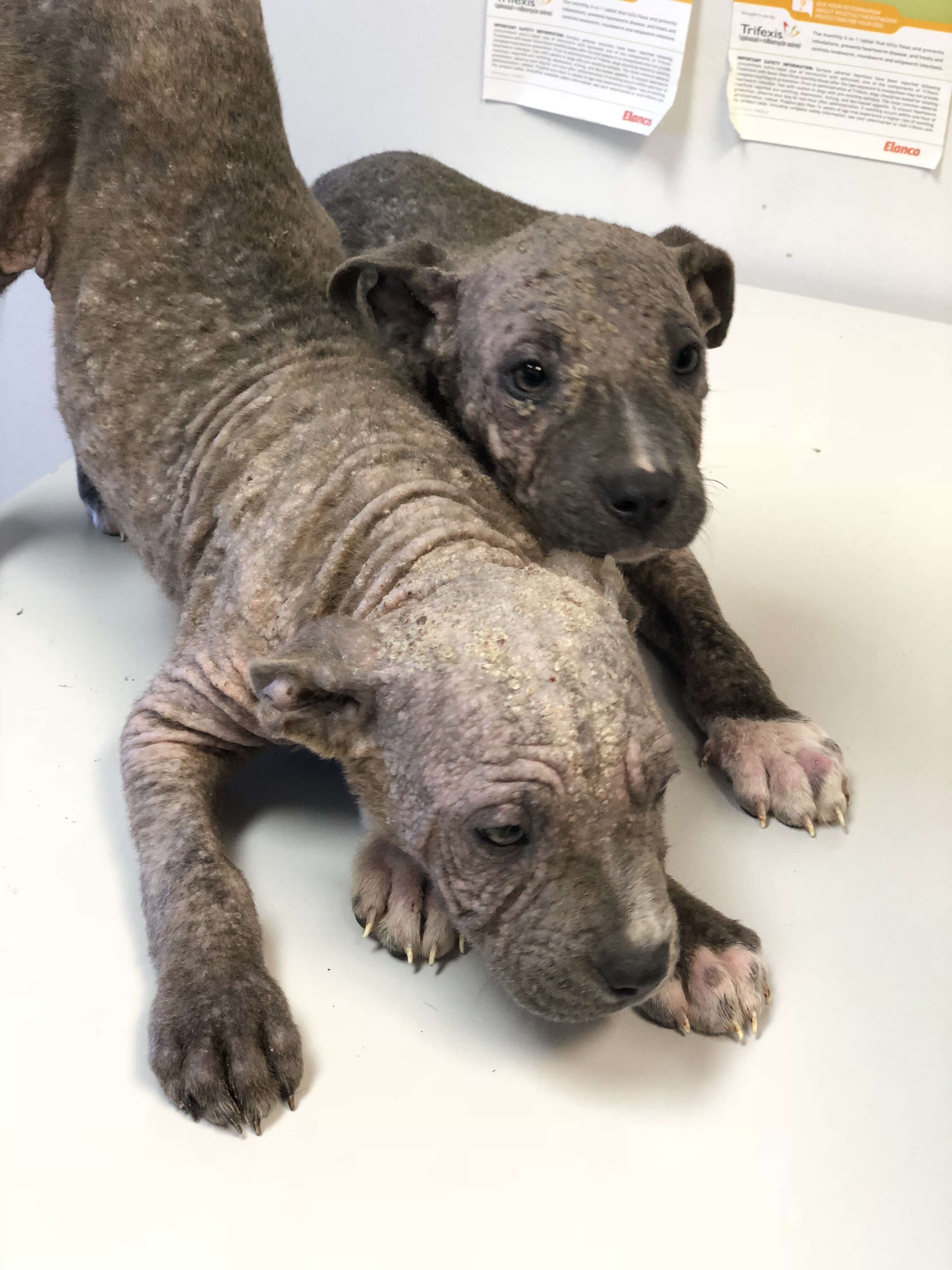 Two puppies with mange on exam table