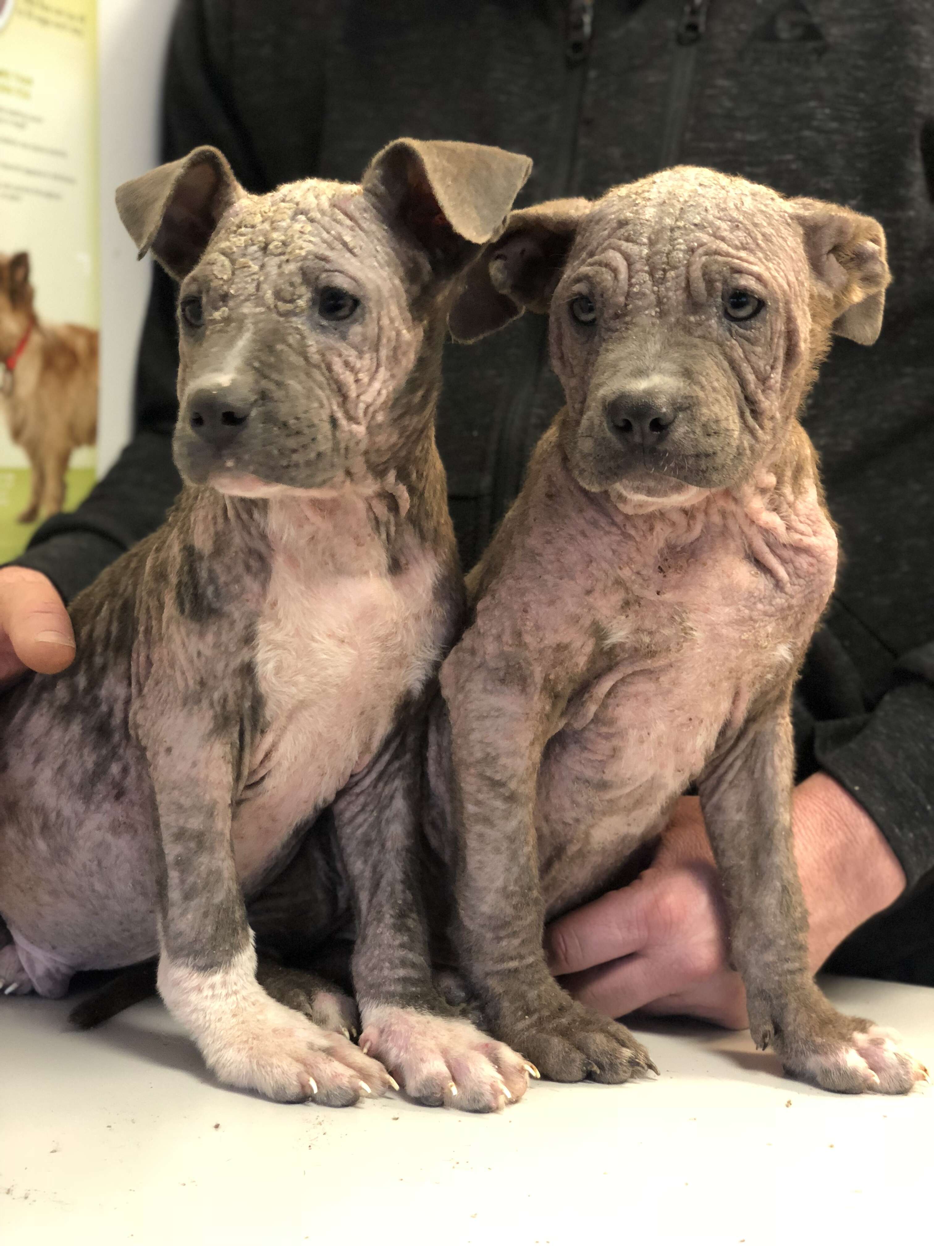 Puppies with mange