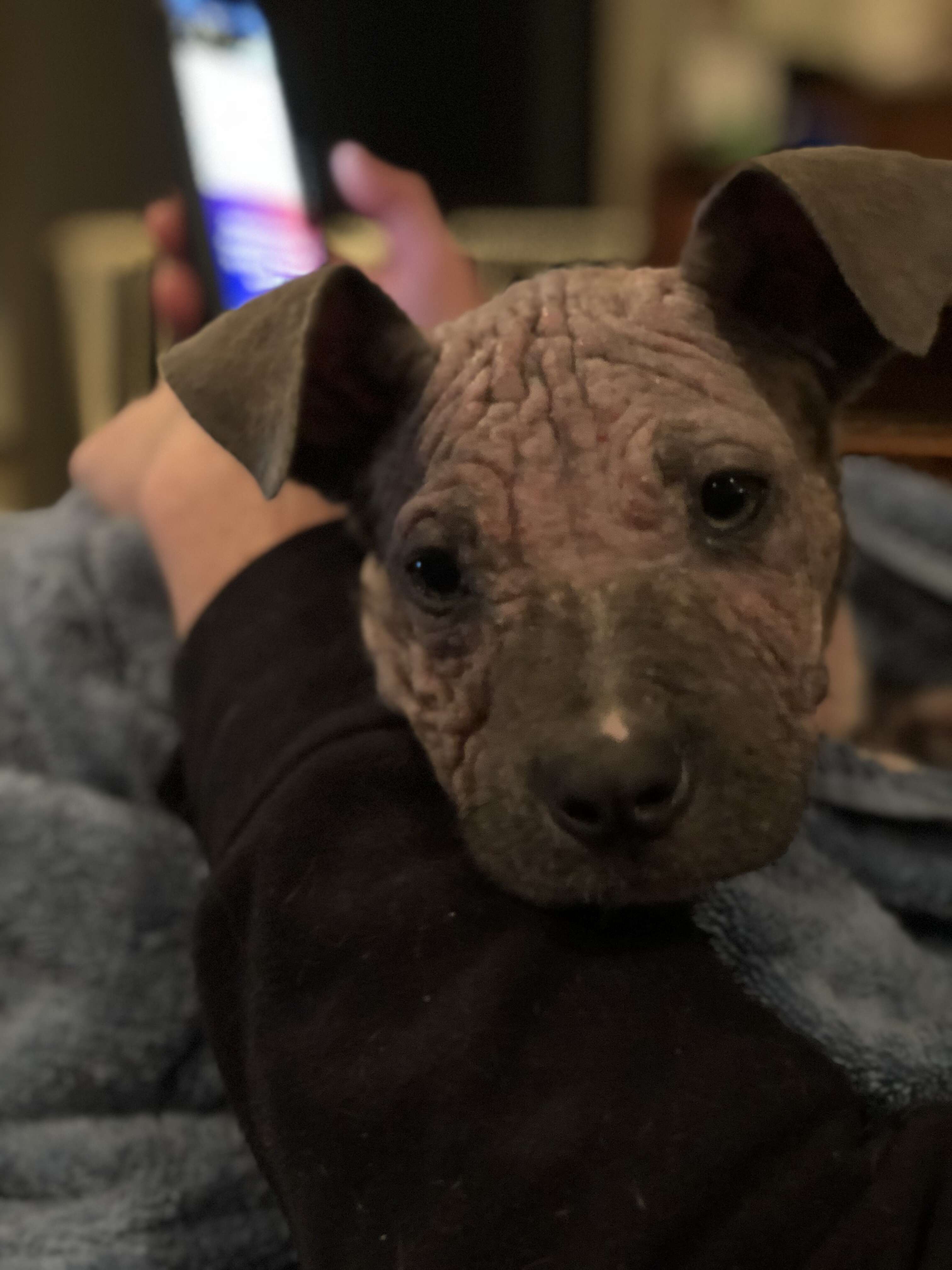 Person cuddling puppy with mange