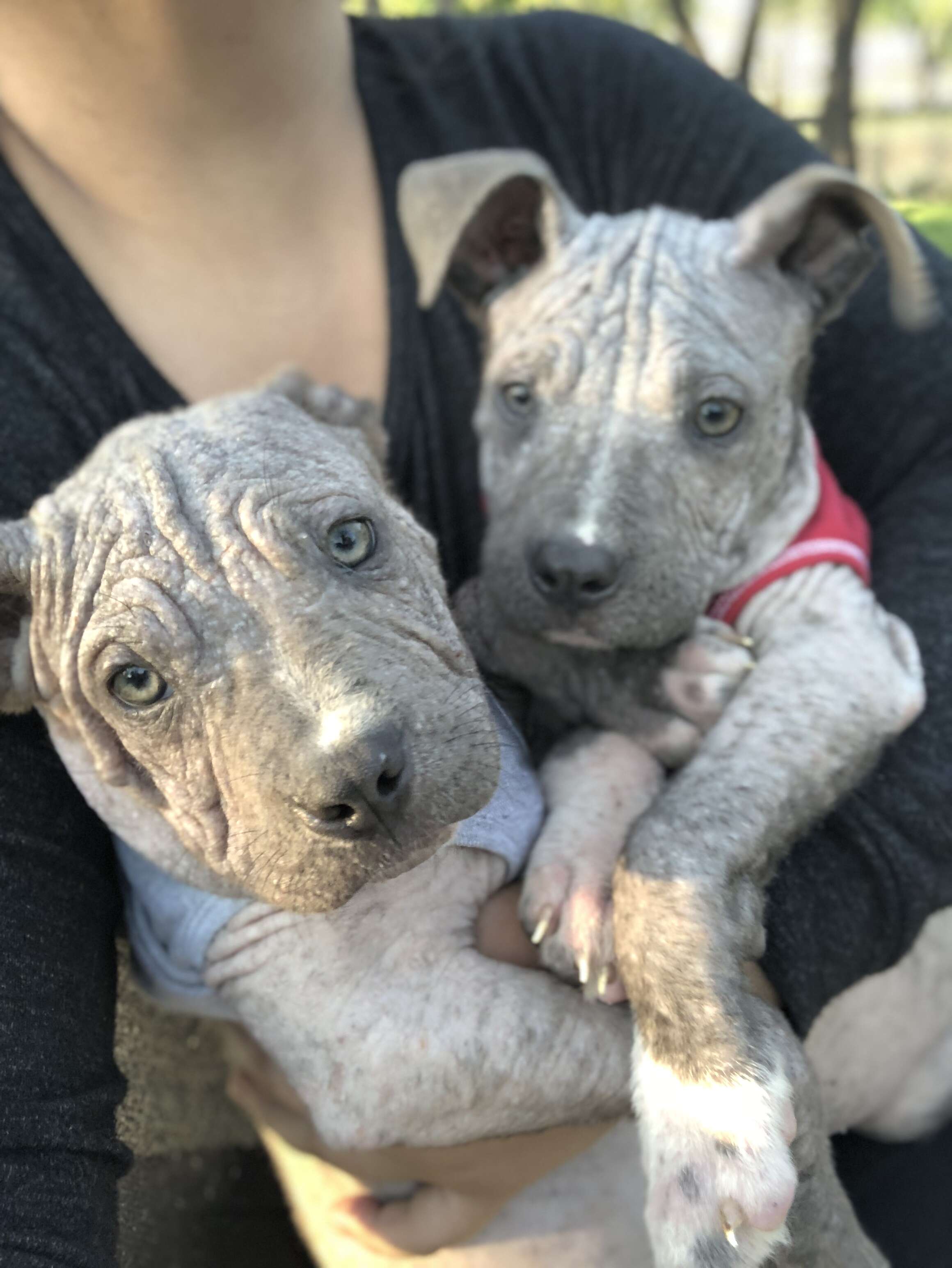 Dogs with mange in onesies