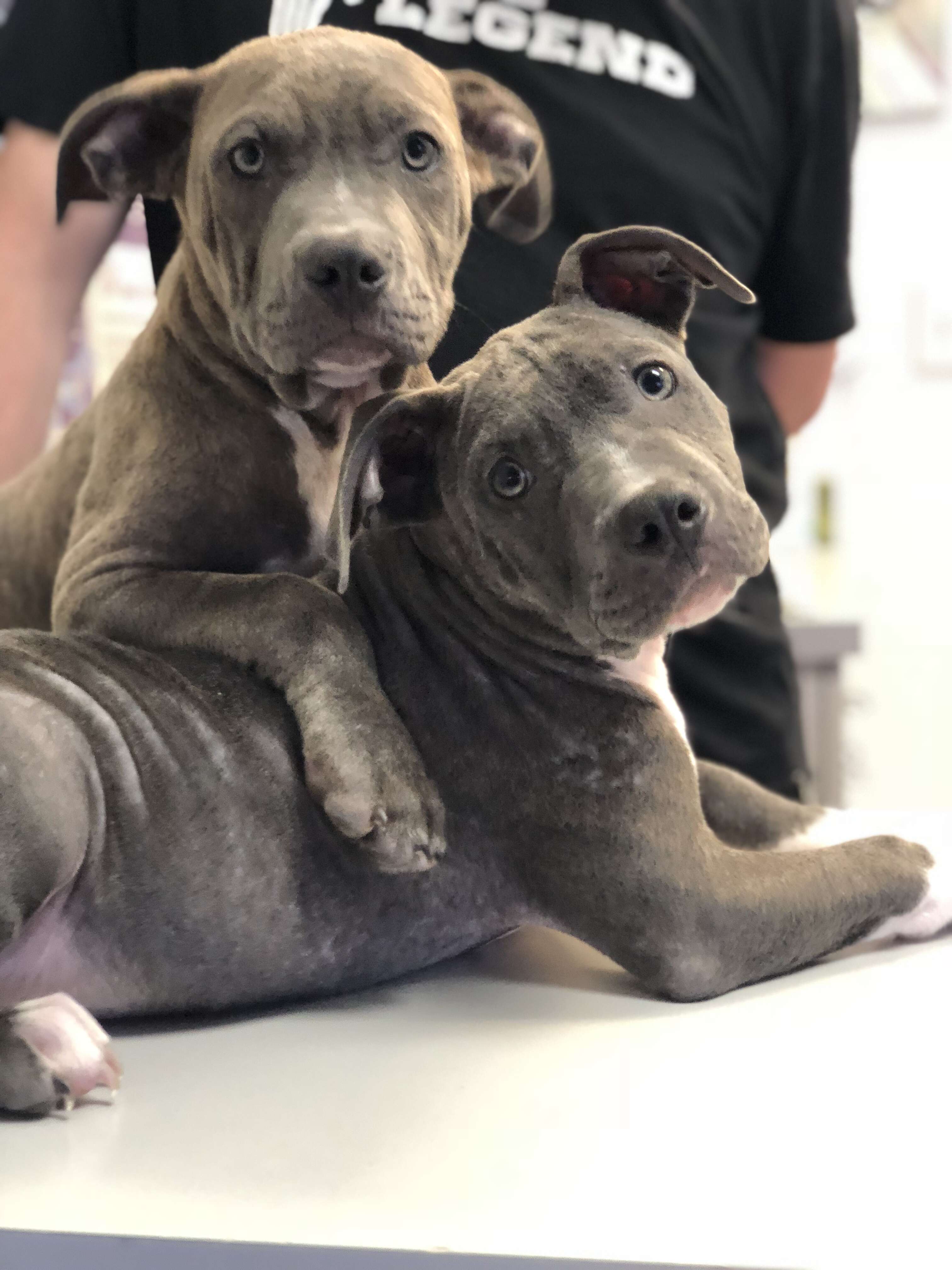 Puppies standing on wooden bench together