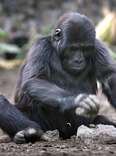 More Gorillas Roam W. Africa Than Previously Thought, But They Remain Endangered