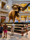 people admiring elephant in museum 