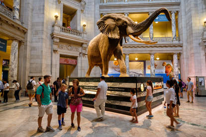 people admiring elephant in museum