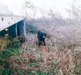 stray dog georgia