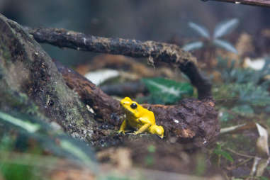 shedd aquarium
