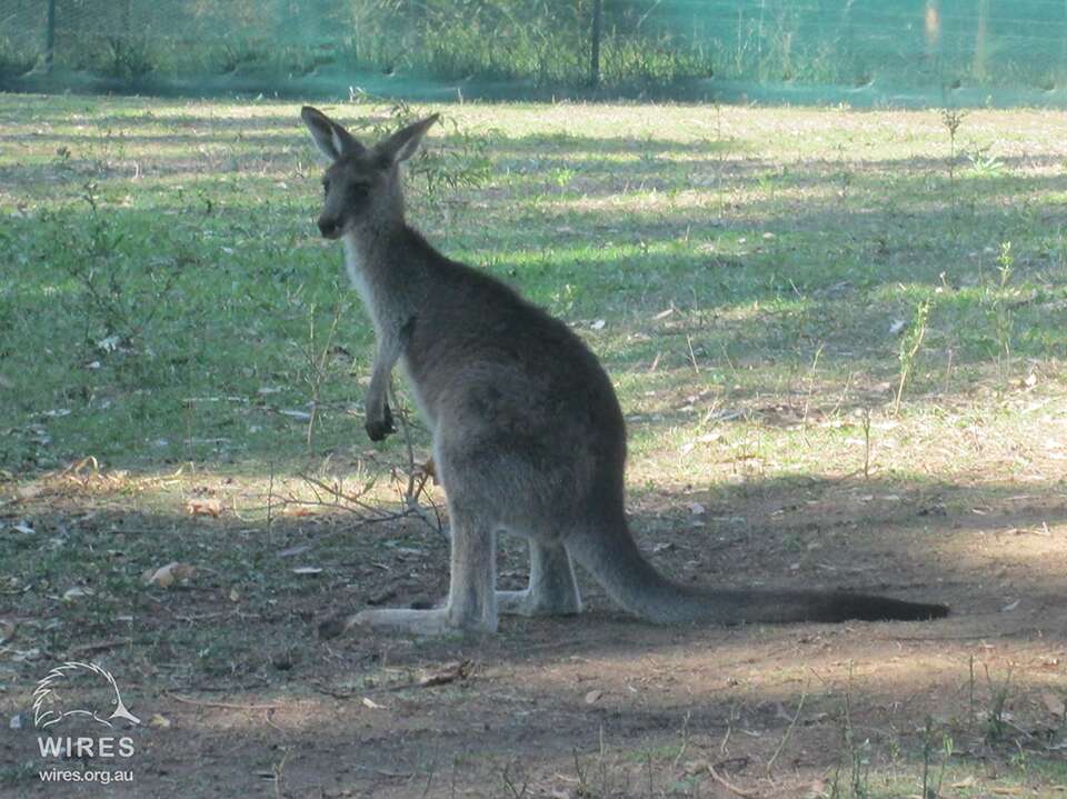 kangaroo rescue australia