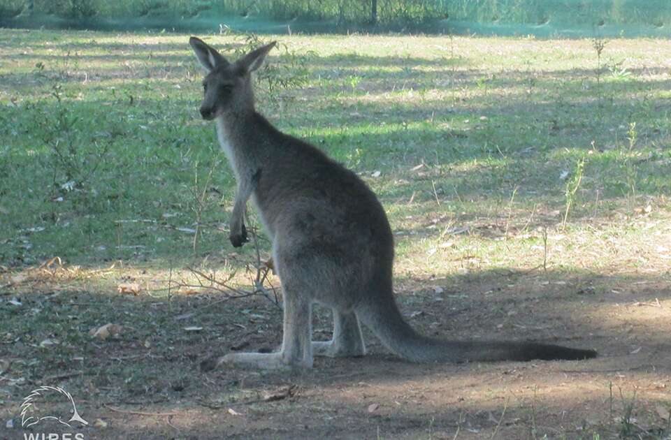 Australian Teens Rescue Kangaroo Trapped In Mud - The Dodo