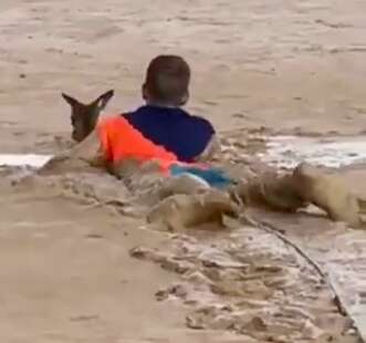 kangaroo mud rescue australia