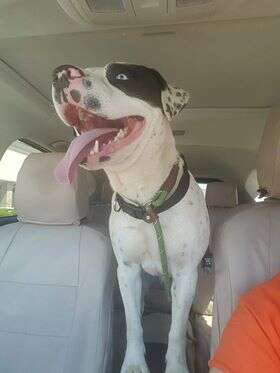 Smiling dog inside car